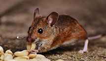 24 Hour & Emergency Exterminators in Mill Creek, WA